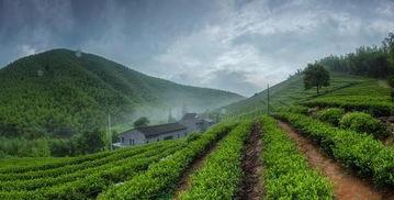 莫干山吃瓜比赛视频,一场别开生面的吃瓜盛宴
