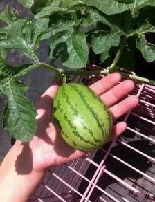 反瓜真的能砍着吃吗视频,一场关于瓜类食用新奇的探索之旅