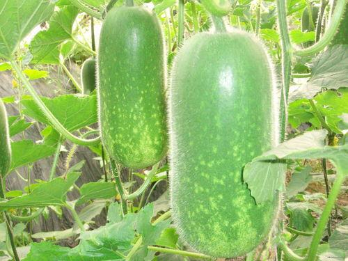 贵州道教吃瓜视频大全