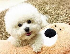 比熊可以吃博洋瓜吗视频,比熊犬能否享用博洋瓜的甜蜜滋味？