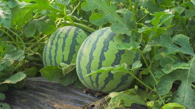 洛桑土旦吃瓜视频大全,笑料横生的欢乐时光