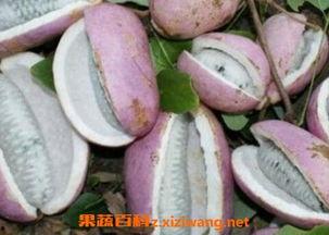 吃黄心八月瓜视频,美味与营养并存的健康之选